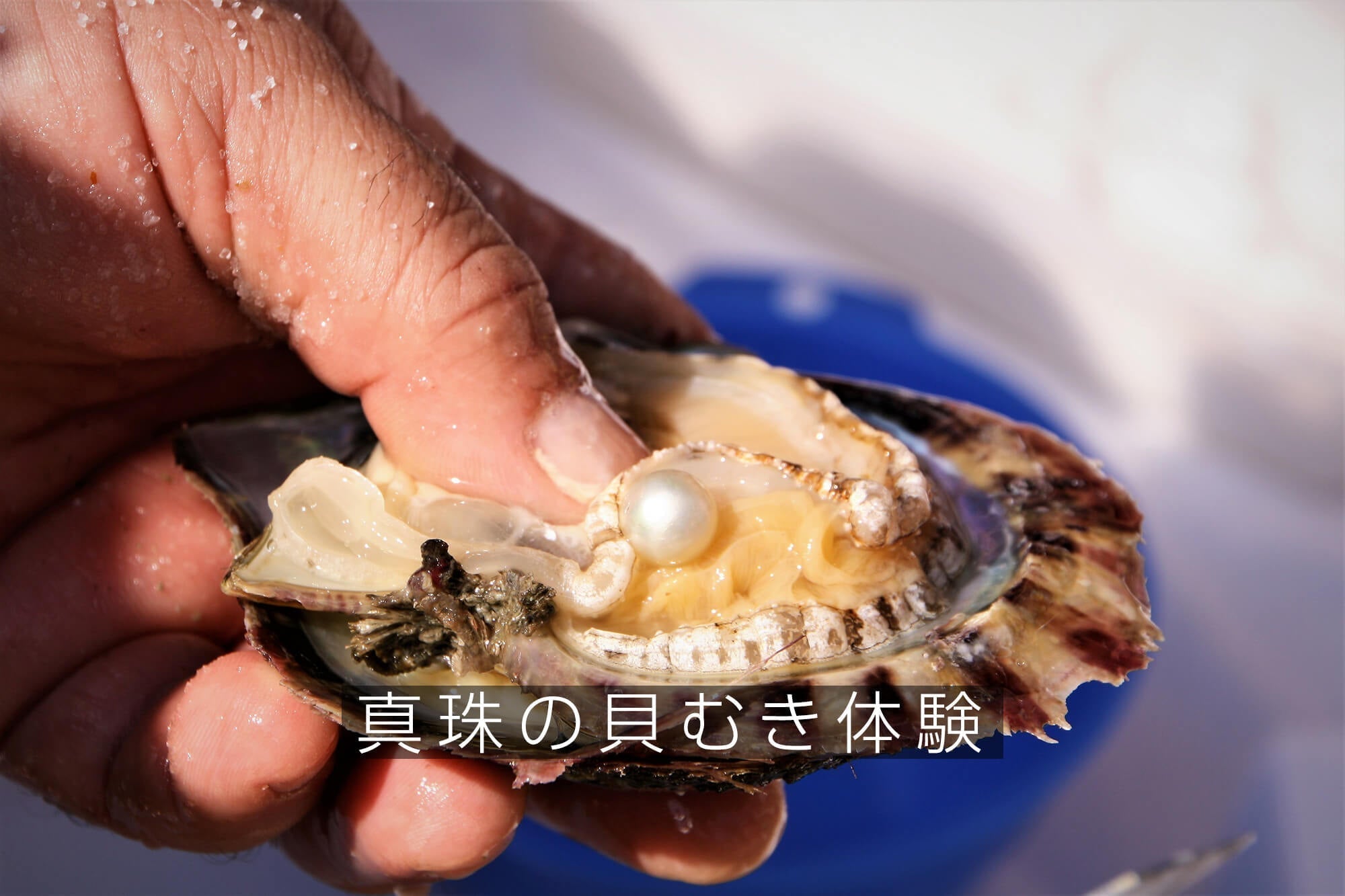神戸まつり2026】大人も子供も楽しむ！アコヤ真珠の取り出し体験から
