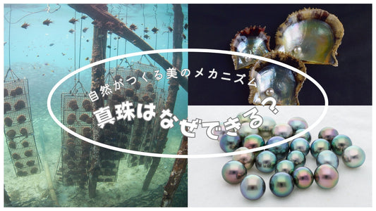 真珠はなぜできる?