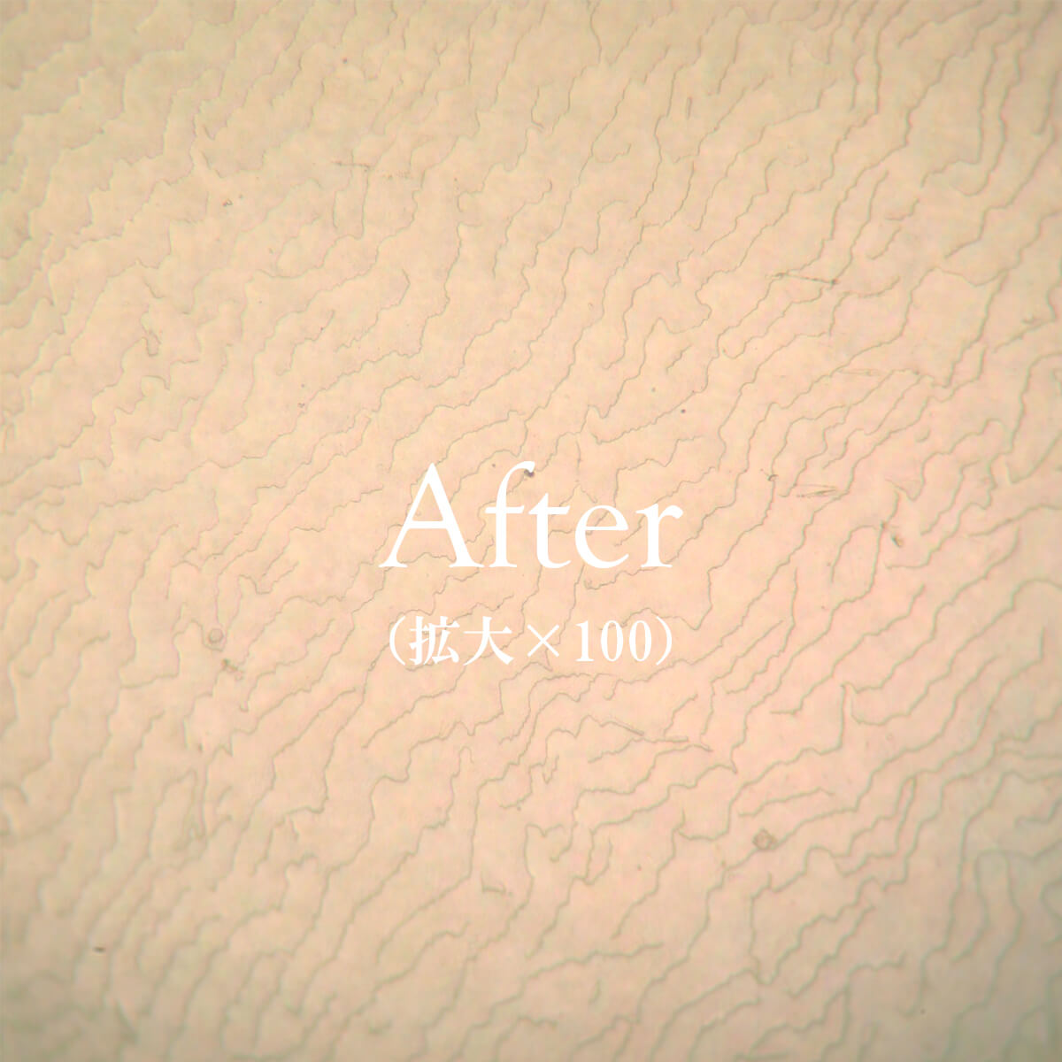 パールネックレス クリーニング+糸替えセット(リフレッシュ加工+GPT糸使用)