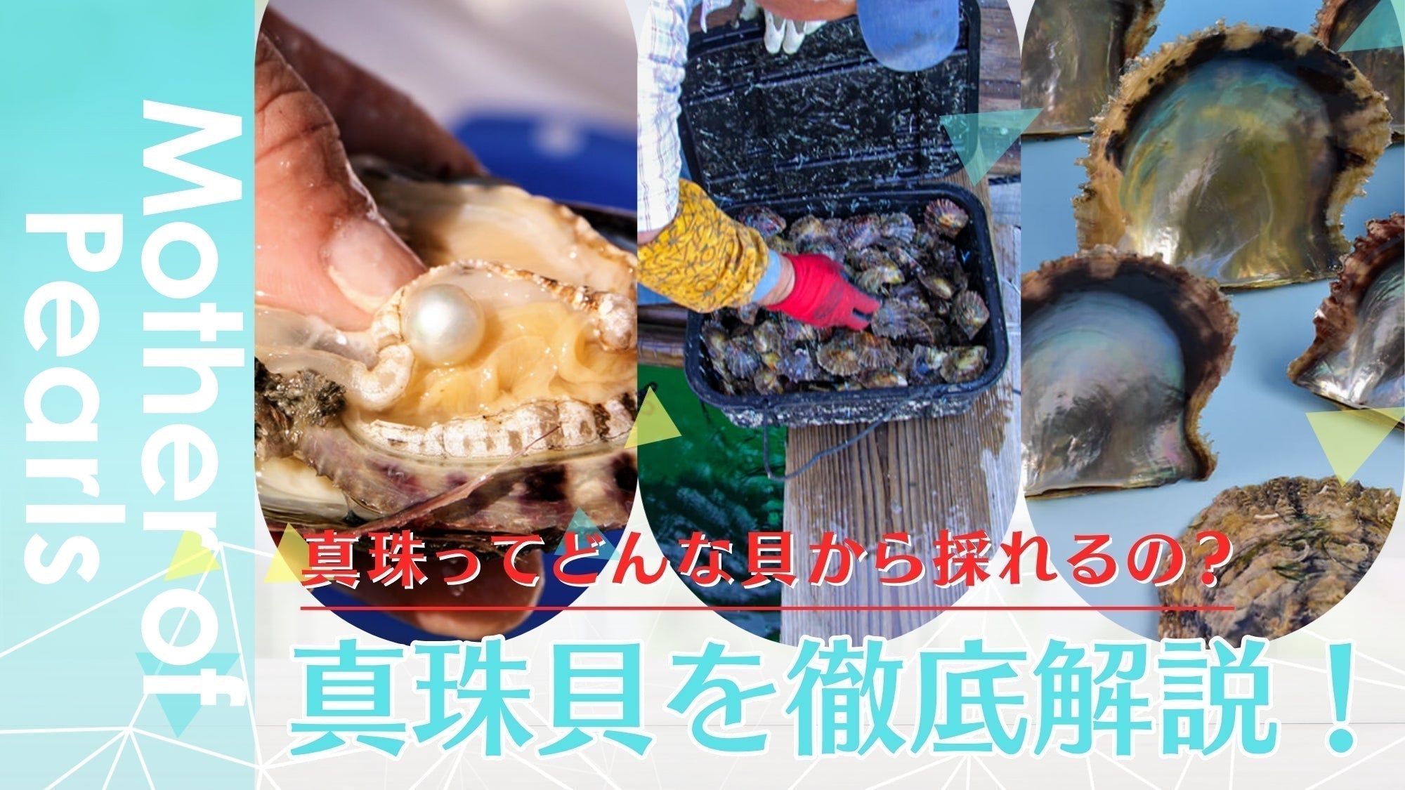 アスティエ オーナメント クリスマス 真珠 パール 貝 ASTIER de