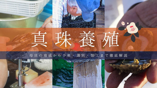 アコヤ真珠の養殖・加工・選別の全工程