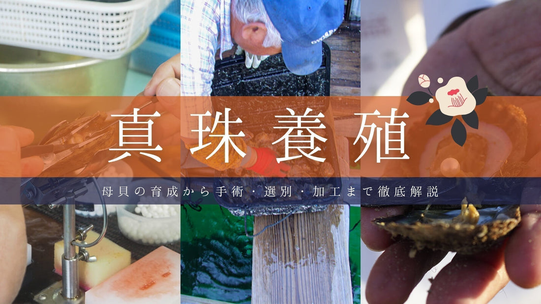 アコヤ真珠の養殖・加工・選別の全工程